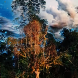 reflection