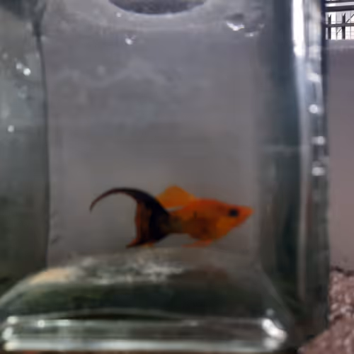 Item #90101804802764865657828771730034608216277655542209361729494176618062133854209 Media