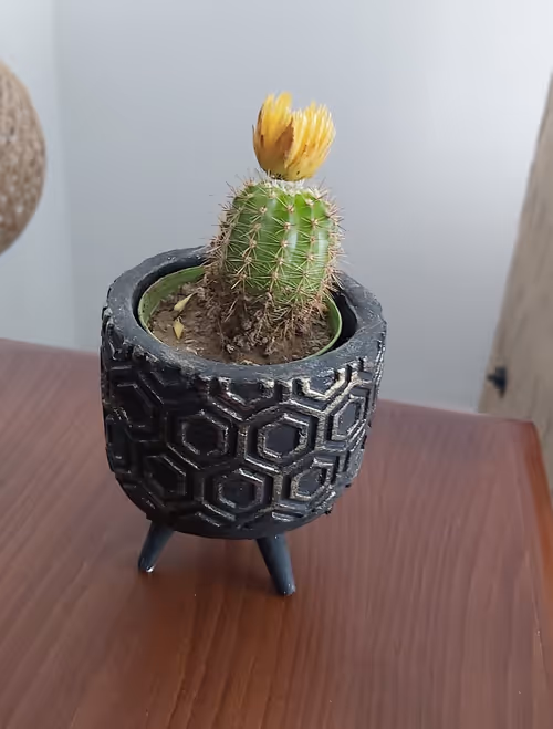 Item #106597562129877688518074183313556473389448438799940443127829440806848523403265 Media