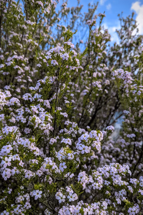 Item #39075669952795110311488058078452160275975432518977374571902800561840182001665 Media