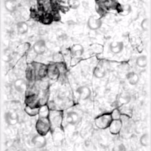 Item #67553364102704910052786438722982539447022718177836165747965600787965721706497 Media