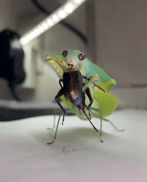 Item #5916355615426824770892641614513335711801296076914491290243542043215752331265 Media