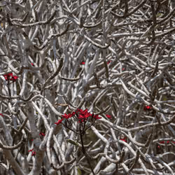 105679162715773690367894814568251153202929894369313826483118647801509555732481