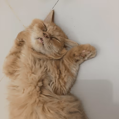 Untitled Collection #201898199