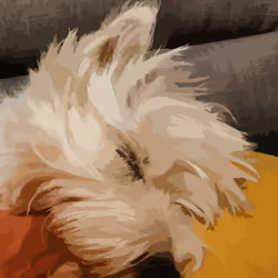 Montague