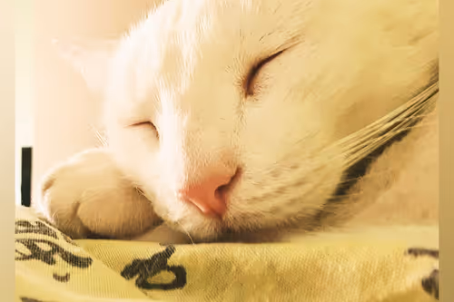 Item #23717691268860390421092059778351423278394515577450135489991204951702460432385 Media