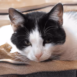 106393158711752592444527764053332067386103257112262188176365267931207988936705