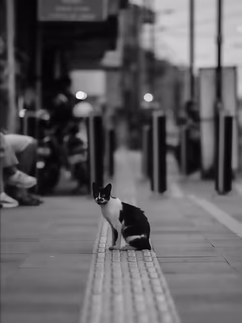 Item #31624274509119207472621893609913632294592170804295754614641563404246622142465 Media