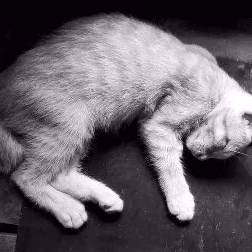 68559569431204229879954683304597208139439570669218228257319616604607816400897