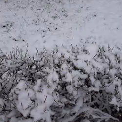March snow