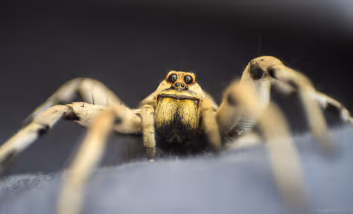 Item #71581581597643149467168648258107612895954652737946138187853336697627283030017 Media