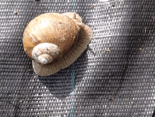 Item #98679578177621649628089872010712381059223698631184272161596299656448249430017 Media