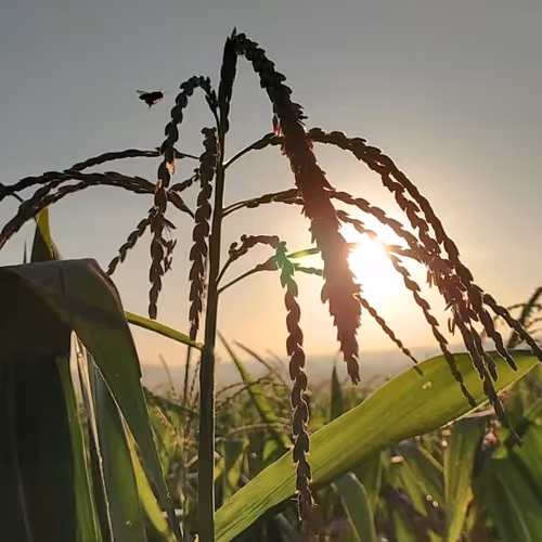 75015845348735288643021631924755134658892567872433090032706312059479765549057