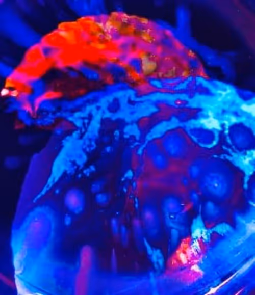 Item #100215834348252495882822669410041435854807957610066919475091088296556776914945 Media