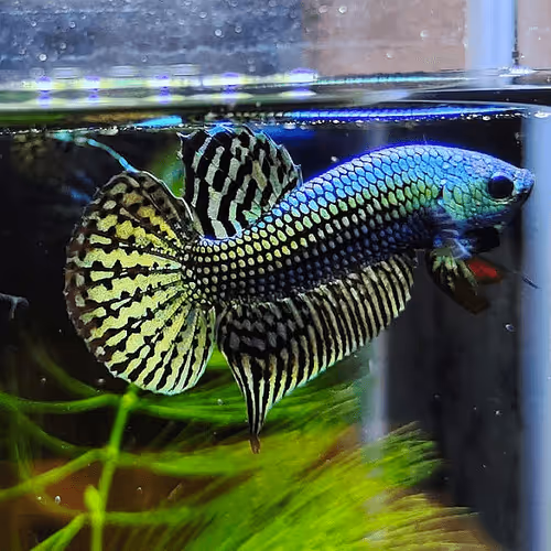 Item #107725212569464728039865251976365582145695756686242387333622912135190517121025 Media