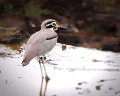 Item #73038095633252803399903762573392179492795608367001791011132003588951991386113 Media