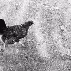run chicken run