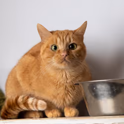 shelter cat #12