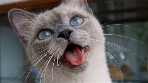 Item #2711319510957153195330944047216093418835662040940528205339224306145046823912 Media