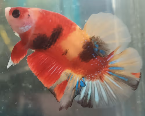 Item #76093963924936973222684762009084726555674488189040824510729450735115673010177 Media