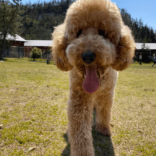 standard poodie puppy001
