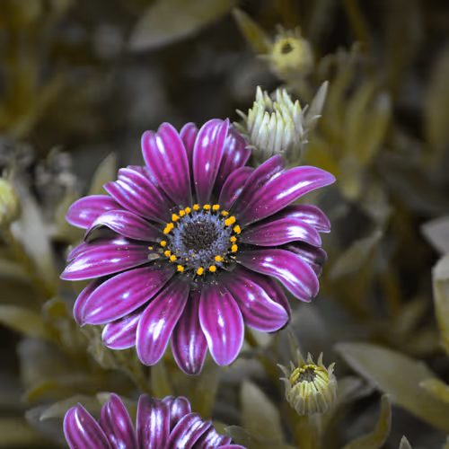 Item #84009224688457436911077818242985162617127929827345760770995272769676765036545 Media