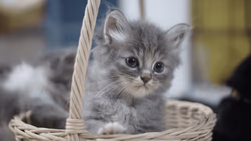 Item #15865915899171171774737831859124075338871041403581464105966369597754001326081 Media