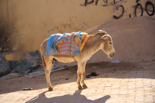 Item #75910940865497505828175027712835434878511904351959988832947875657279692865636 Media