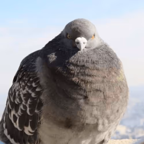 Item #108175385754913638577213036180834446424025282254093362741569171409250438610945 Media