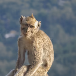 Monkey #5 I see you