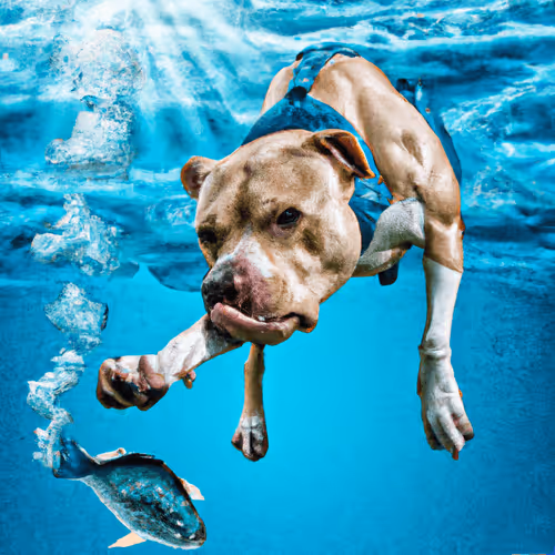Fishing Pitbull