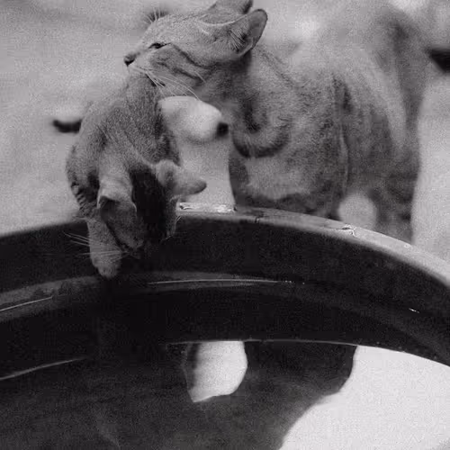 Item #31624274509119207472621893609913632294592170804295754614641563376758831448065 Media