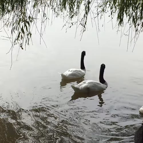 Untitled Collection #88711733