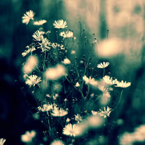 Item #113065873903366828743744079288708835697083018334279533284549130231734209609729 Media