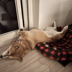 Blockchain Shiba inu #35