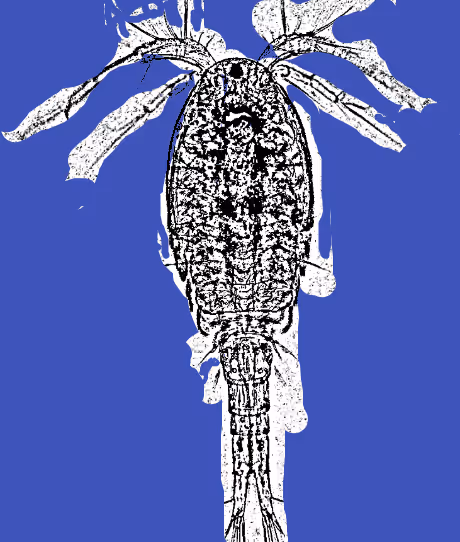 Item #3845457282992186360553329719130989876007768961498772200024286548893462691841 Media