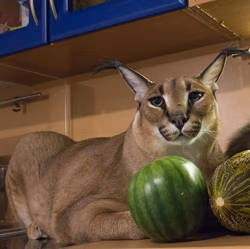 Item #85650510750019941535739105473061646298981630802236390331089999056681970958337 Media