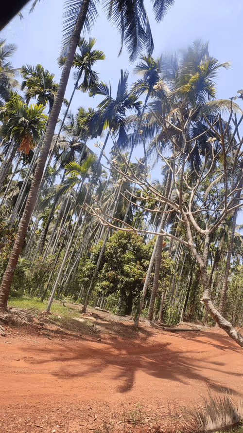 Item #28492546344238997982627040595659913257173957231691920694804582462892665733121 Media