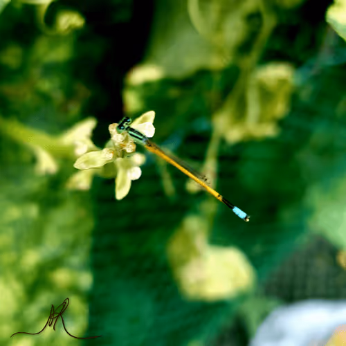 Item #42272107462312571212155594545943775880331738078379288572789410302329951879169 Media