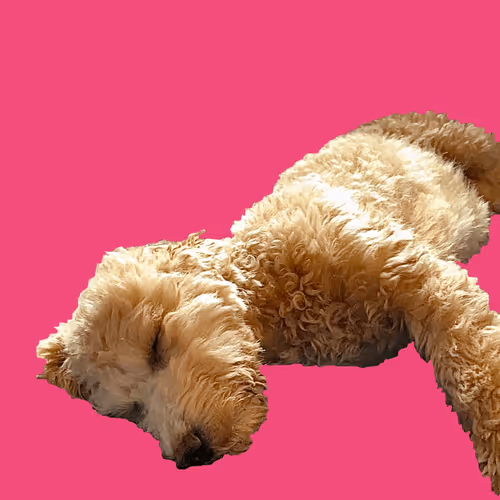 Item #71188718157521890056217826245416464690012970148001039644603136664412994142218 Media