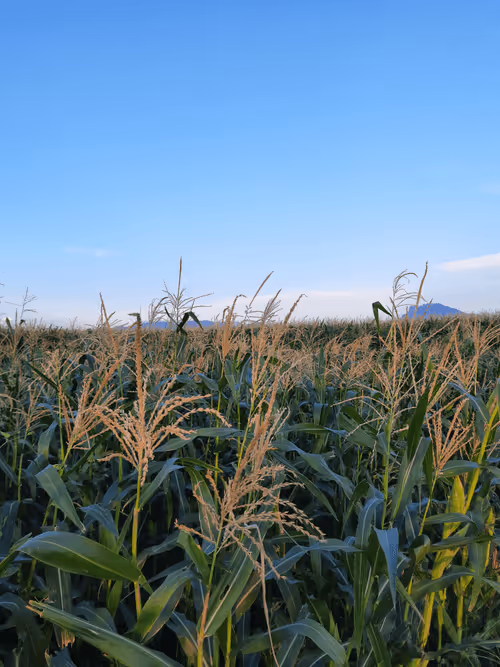 Item #78774018974347764357765192518377150739749637856503949941232678385288237547521 Media