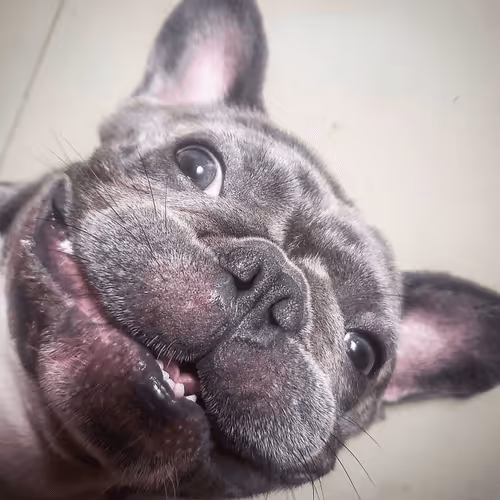 Item #32237202173720727343948986965561335091197107318394763909165930948421562138625 Media