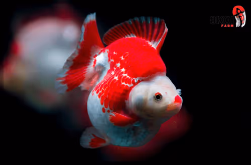 Item #81032937518726781130427896739408939347327063862450356405897967550218222174209 Media