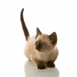 39267609400351157350082818508963900481325606176986545385386430956367719170049