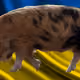 53180631642456764738139299674940583640479914081960747744151194857014982344705