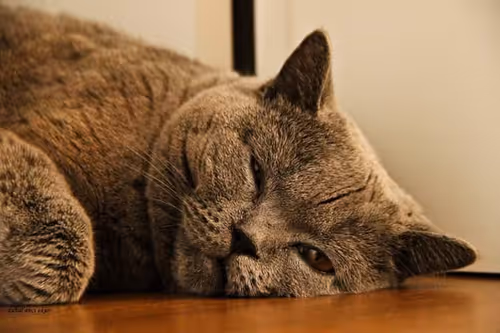 Item #109314977191886782676011847757927113606558137788389386484492069513878640263169 Media