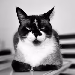 CatBoy0001