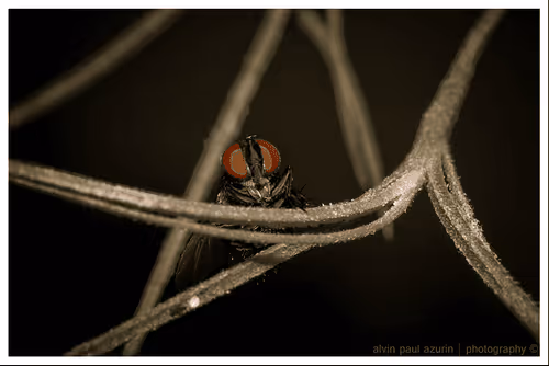 Item #101987082713551675715175857795119519982580221361588588110170162951764706328577 Media