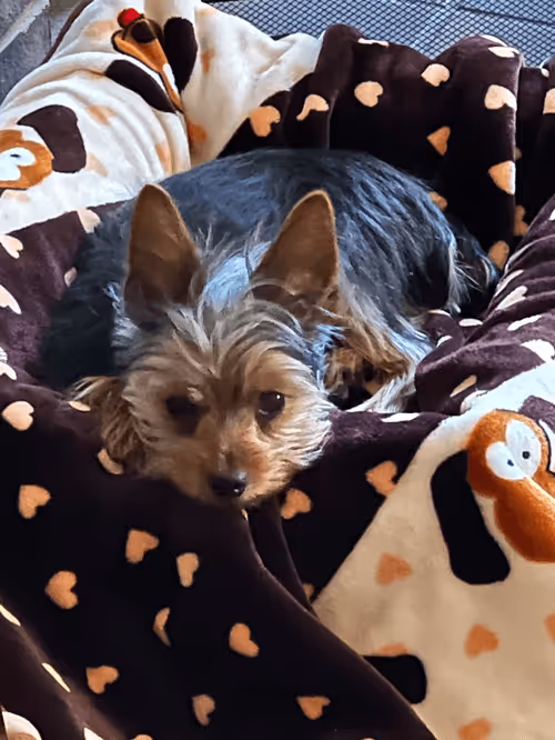 Item #88066140528539479869456014744410398514327997074780151392509103644338078875649 Media