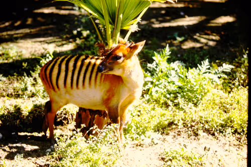 Item #113047771030127017240919341709485116586684509374101894410877815050281857056769 Media